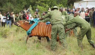 How Kenya's breeding efforts are saving the Mountain Bongo from extinction