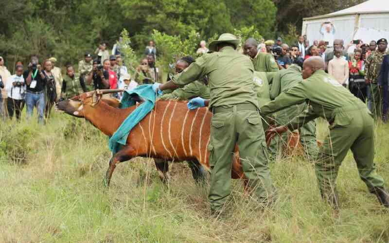 How Kenya's breeding efforts are saving the Mountain Bongo from extinction