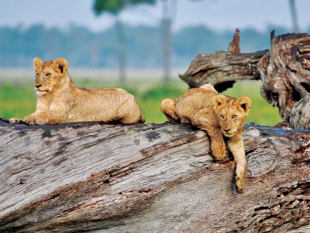 lion cubs on a fallen tree.