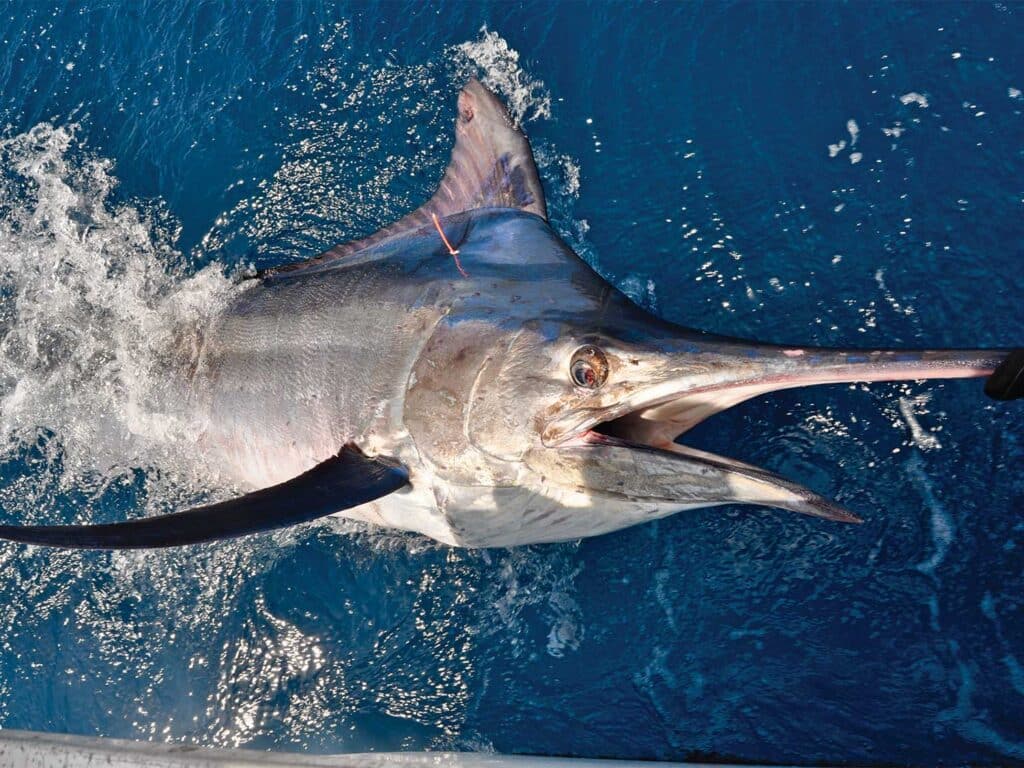 Marlin pulled boatside with a tag.