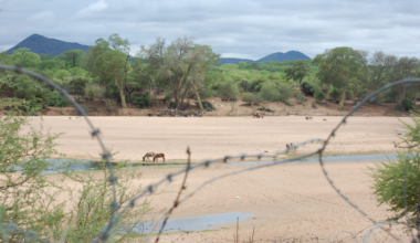 How much it costs to be smuggled into South Africa – Newsday