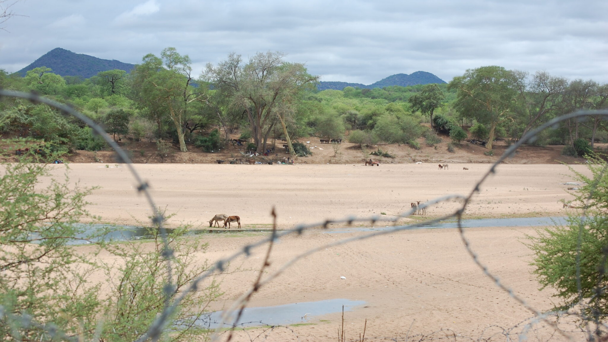 How much it costs to be smuggled into South Africa – Newsday