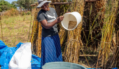 From Zimbabwe to Japan: How sesame seeds are helping farmers grow a profit