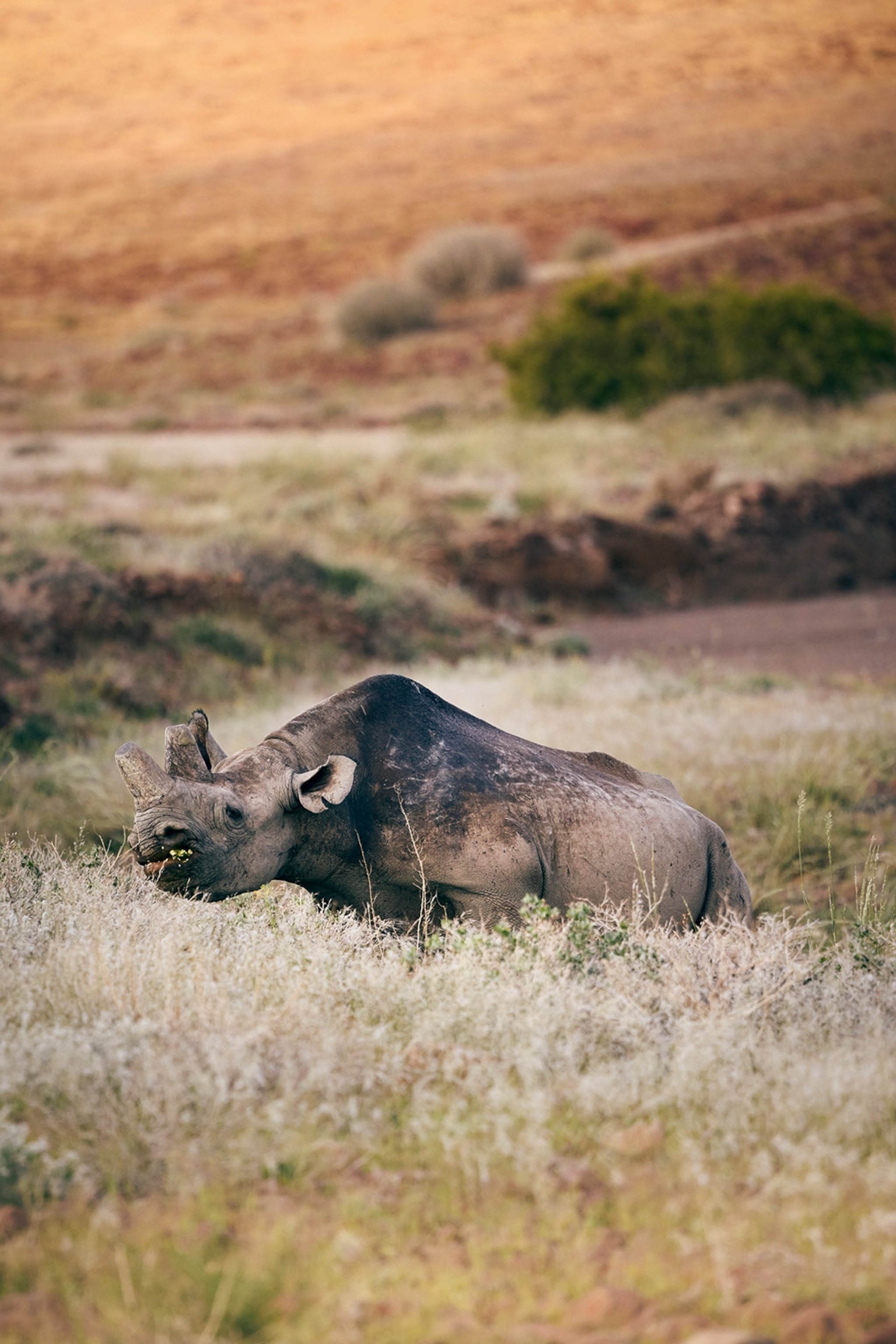 A rhino peeking up from shrubbery.