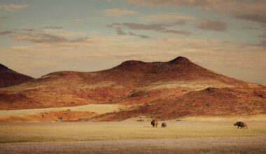 Tracking Namibia's desert rhinos in the storms of a decade