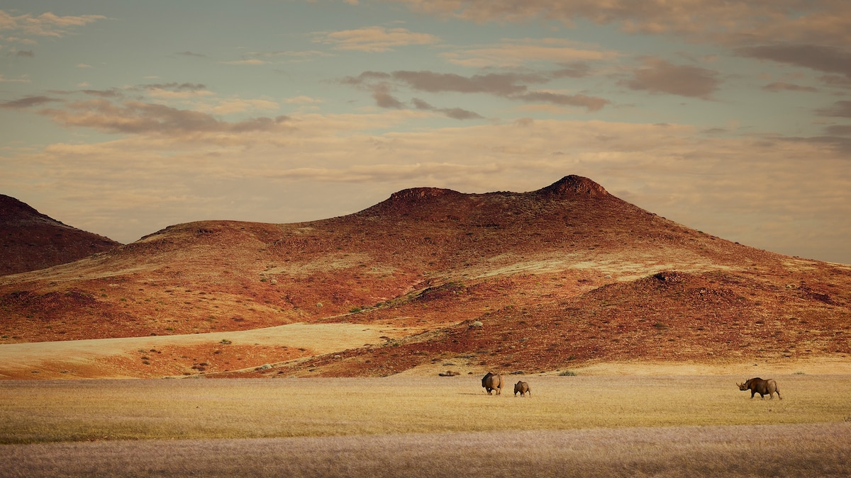 Tracking Namibia's desert rhinos in the storms of a decade
