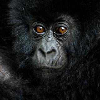 Le gorille ne faisait pas partie du Big Five des chasseurs de trophées. Notre cousin fait son apparition méritée dans celui des photographes. © Nelis Wolmarans, New Big 5 project