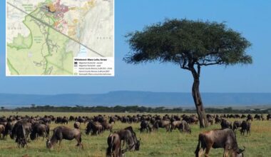 Kenya' s wildebeest migration shrinks by 90% due to fences