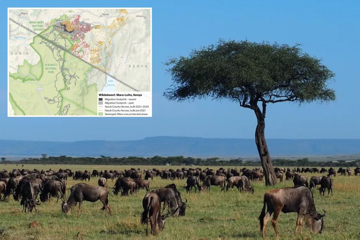 Kenya' s wildebeest migration shrinks by 90% due to fences