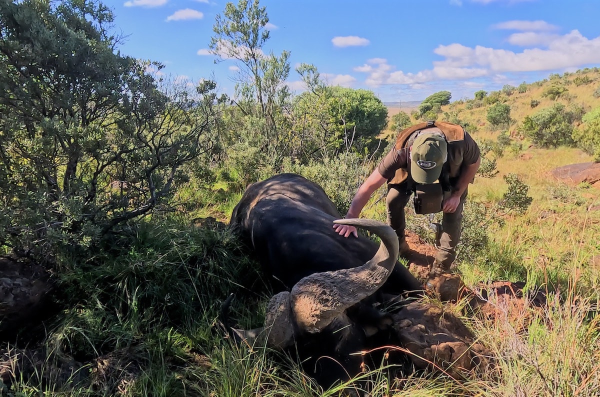 Le rêve de mon père, chasse du buffle en Afrique du Sud, Une superbe vidéo