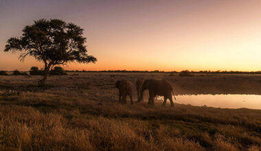 Security expert raises concerns over safety protocols after Tala Game Reserve attack