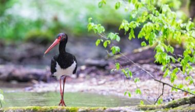 Parc national de forêts. Trois nouvelles cigognes noires équipées d’une balise GPS en 2025 : pourquoi c’est important