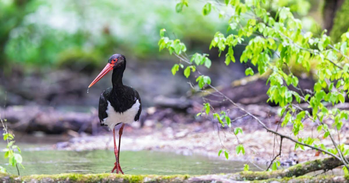 Parc national de forêts. Trois nouvelles cigognes noires équipées d’une balise GPS en 2025 : pourquoi c’est important