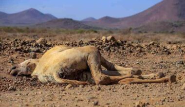 No need to panic, Kindiki says as drought bites