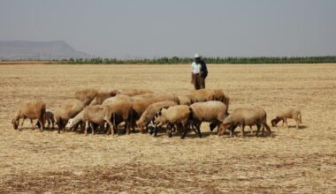 La question à | Le Maroc, pays aux 23 millions d’ovins