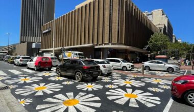 Daisies on Strand Street. Photo: Janet Heard