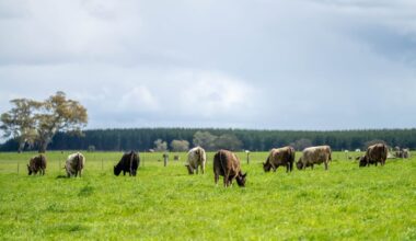 Why South Africa’s Verra-Certified Grassland Carbon Credits Matter for Voluntary Markets • Carbon Credits