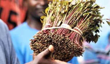Why Miraa remains in Kenya's drugs law years after being legalised