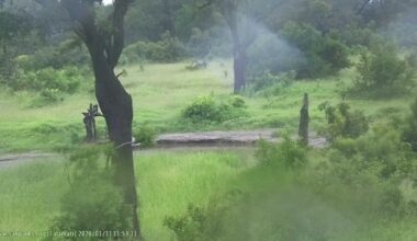 Heavy flooding is expected in parts of the Kruger Park  from Sunday, 11 January. The Talamati Bush Camp, pictured on Sunday morning, has already been inundated with water and guests are being transferred to other camps. (Source: Kruger National Park live gallery)