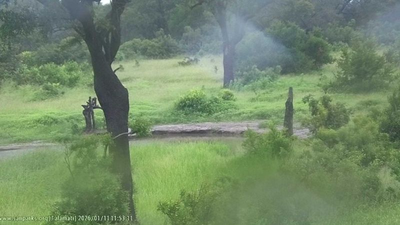 Heavy flooding is expected in parts of the Kruger Park  from Sunday, 11 January. The Talamati Bush Camp, pictured on Sunday morning, has already been inundated with water and guests are being transferred to other camps. (Source: Kruger National Park live gallery)