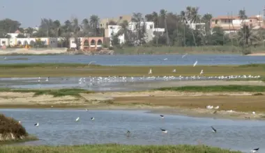 Technopole de Dakar : entre richesse écologique et urgences de préservation