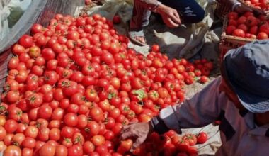 Les prix des tomates s'envolent à l'approche de Ramadan
