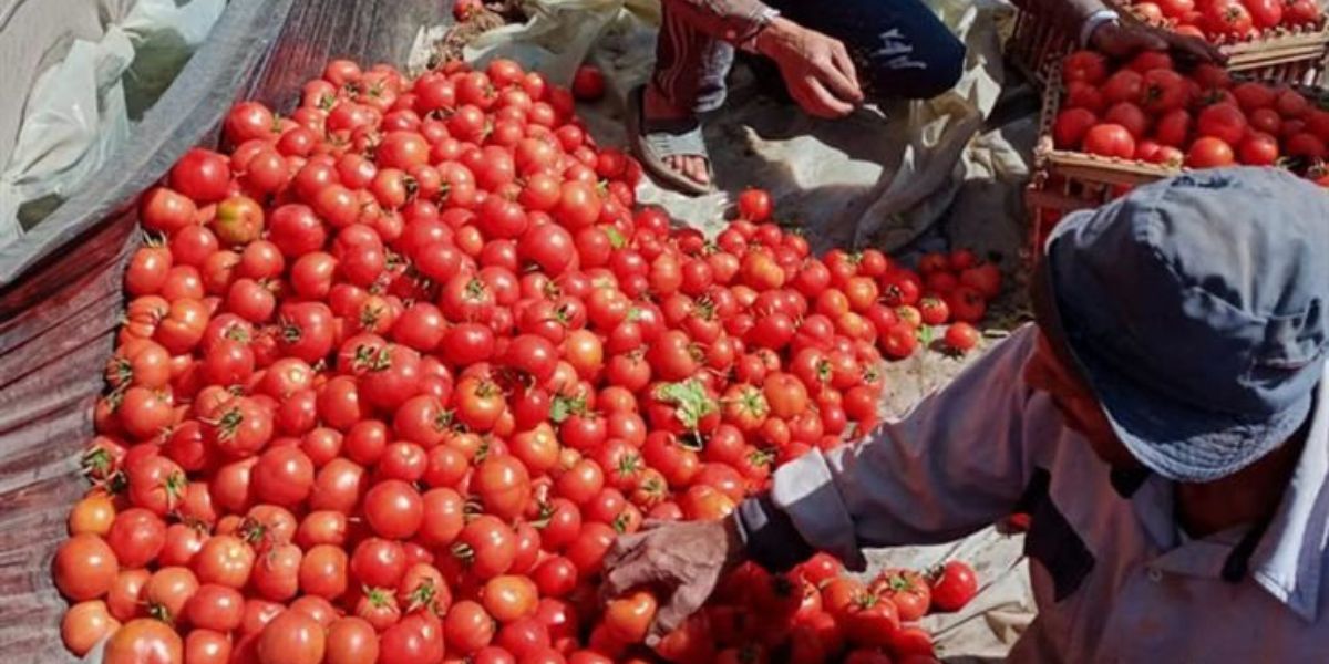 Les prix des tomates s'envolent à l'approche de Ramadan