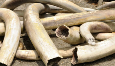 TPDF officers, civilians charged over Sh591 million ivory seizure