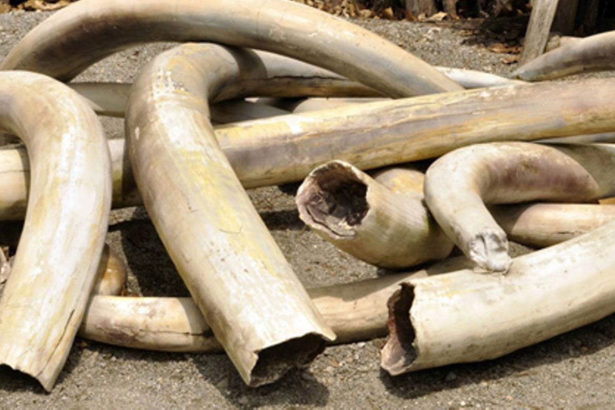 TPDF officers, civilians charged over Sh591 million ivory seizure