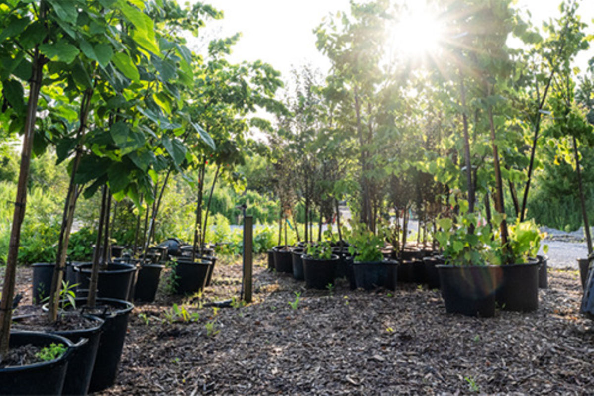 Mbeya MP urges youth to help save forests