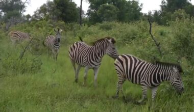 Kruger National park in South Africa stops visitors due to flooding
