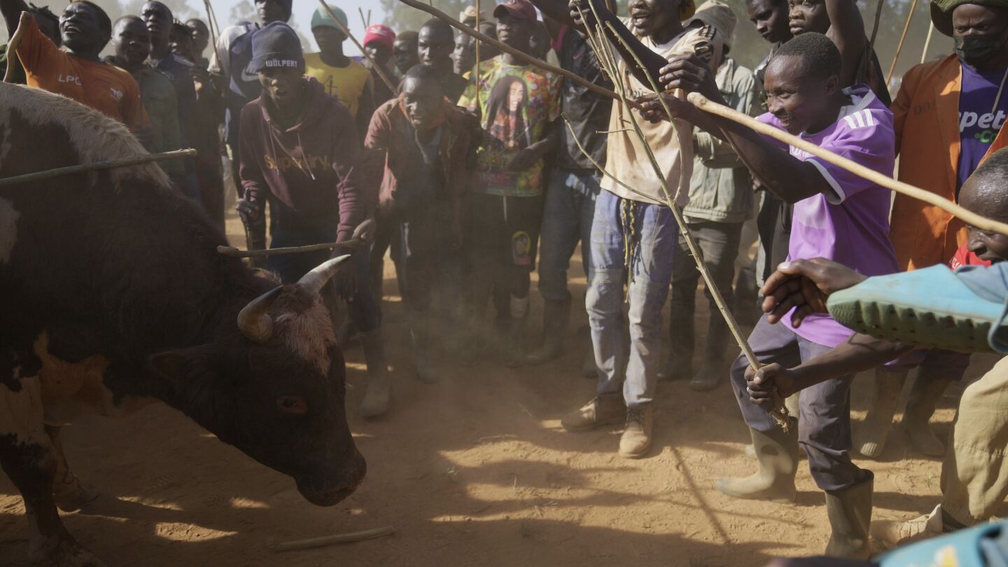 Inside Kenya's bullfighting tradition | AP News