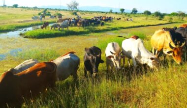 Tanzania reclaims neglected land to expand National grazing pastures and boost livestock production – The Tanzania Times