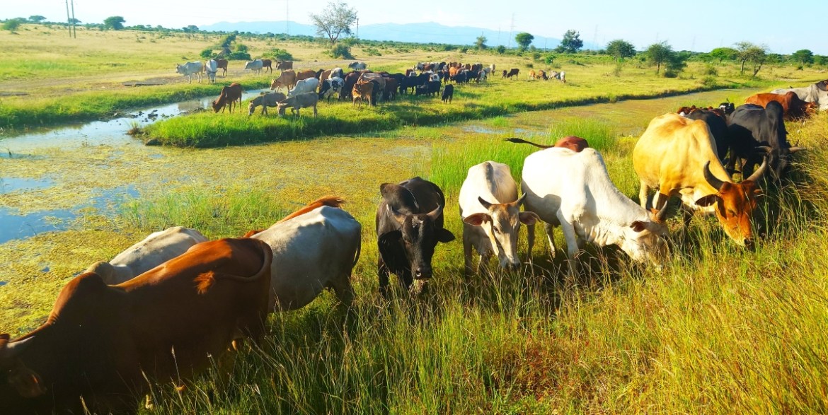Tanzania reclaims neglected land to expand National grazing pastures and boost livestock production – The Tanzania Times
