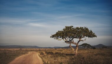 Researchers revealed startling new findings about the white-bearded wildebeest's migration in Kenya and the severe threats they face.