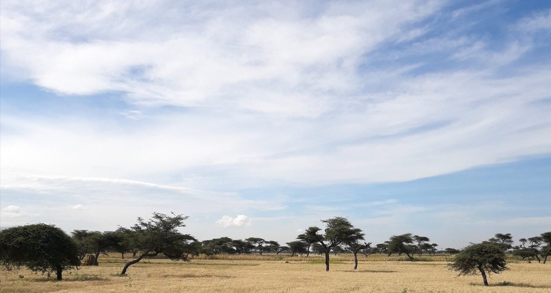 Ethiopia launches its National Agroforestry Development Strategy  