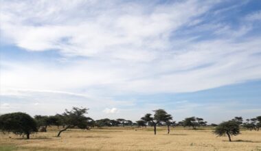 Ethiopia launches its National Agroforestry Development Strategy  
