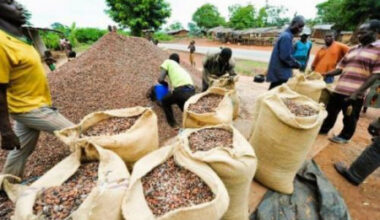 Cameroon tightens controls to curb illegal cocoa exports to Nigeria, CFA41.4bn lost in 2024