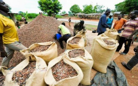 Cameroon tightens controls to curb illegal cocoa exports to Nigeria, CFA41.4bn lost in 2024