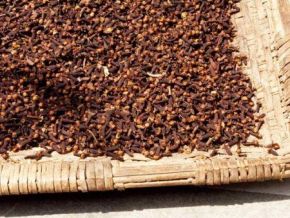 Africa’s clove market remains dominated by four countries ahead of Nigeria’s entry
