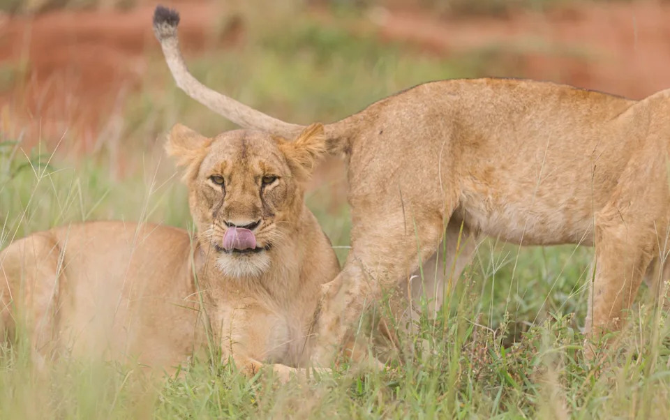 Lions in Queen Elizabeth National Park, which is once more open for tourists