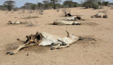 Marsabit governor appeals for emergency aid as drought worsens