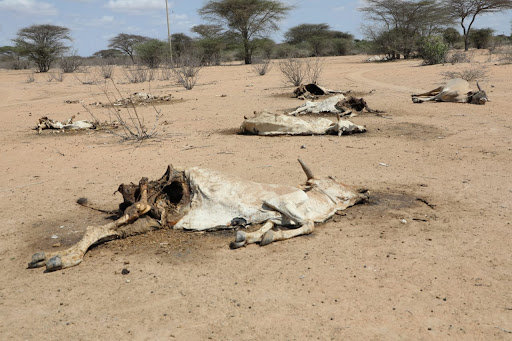 Marsabit governor appeals for emergency aid as drought worsens
