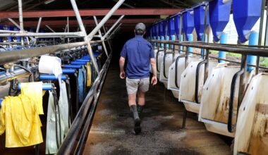 South African dairy farmers have been hard-hit by the latest outbreak of foot-and-mouth disease. (Photo: Leano Larona)