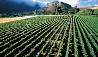 BEE status becomes main factor in EU export permits