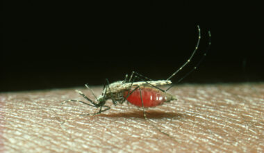 malaria mosquito