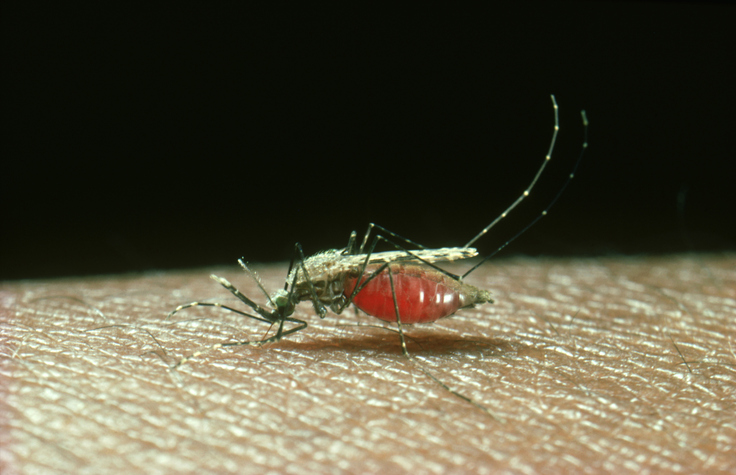 malaria mosquito