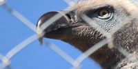 A Cape Vulture that could not be released back to the wild due to injury is kept in captivity at the Vulpro at Shamwari breeding facility so that its offspring may one day be released into the wild population. (Photo: Jamie Venter)