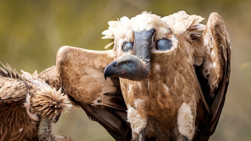 A Cape vulture, one of the four threatened or endangered bird species that could be affected by a new solar power plan about 18km southwest of Polokwane. (Photo: John Davies / EWT)