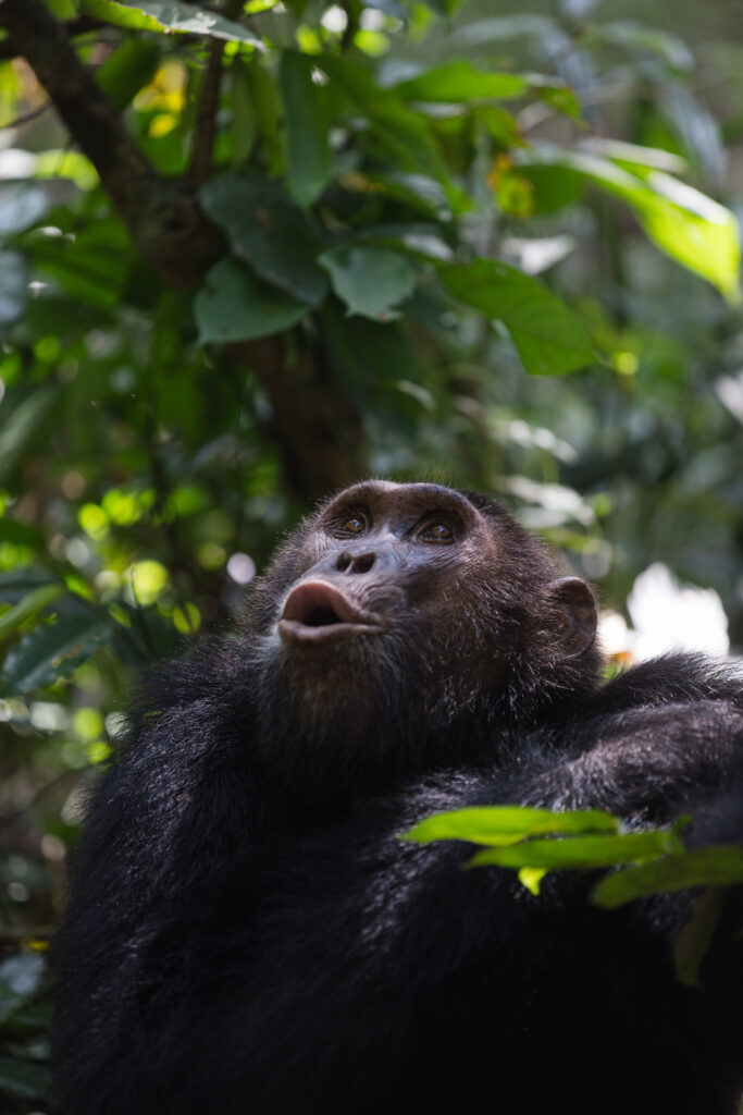 Uganda WildPlaces - Sam Churchill